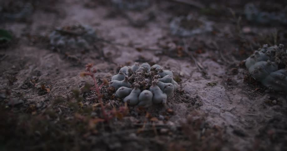 Closeup on soil with sand and dry vegetation