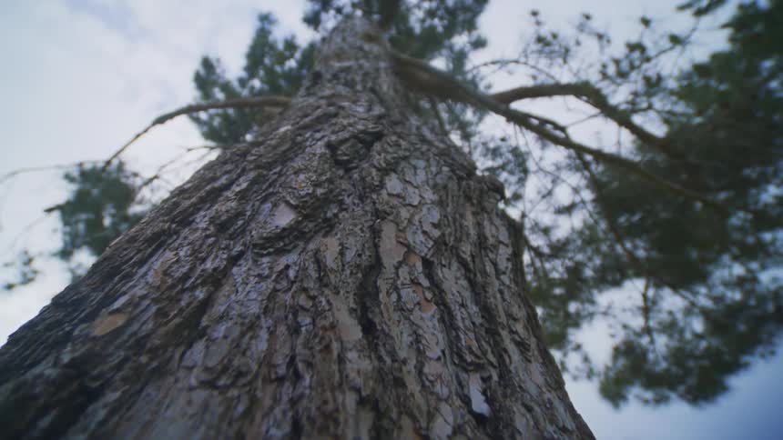Point of view climbing a tree trunk