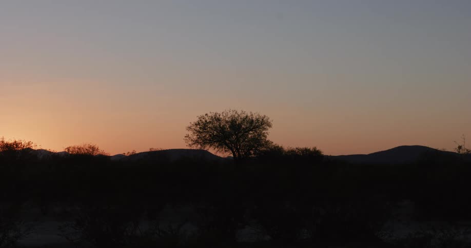 A tree grows in a relatively flat terrain area