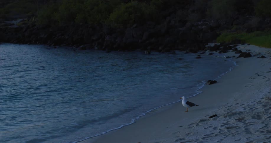 A bird walks on the beach