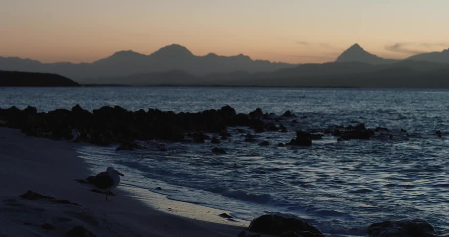 A bird sits on a beach right by the tide coming in