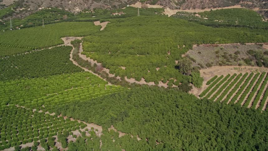 Aerial view of neat rows of crops in cultivated lands