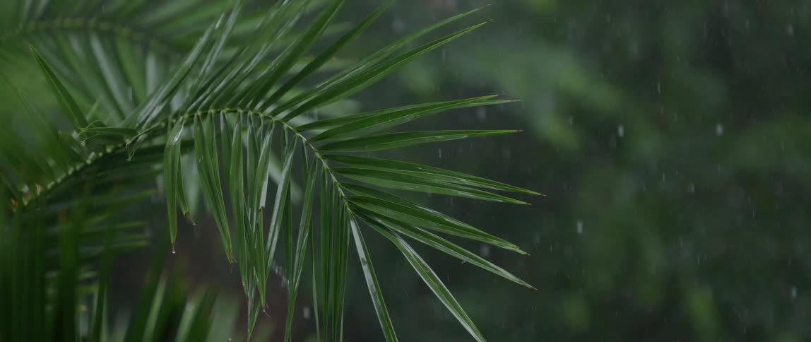 Close up rain falling on green plant outdoors
