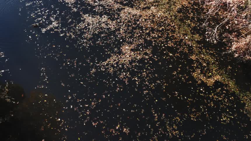 A creek stagnant and covered in leaves