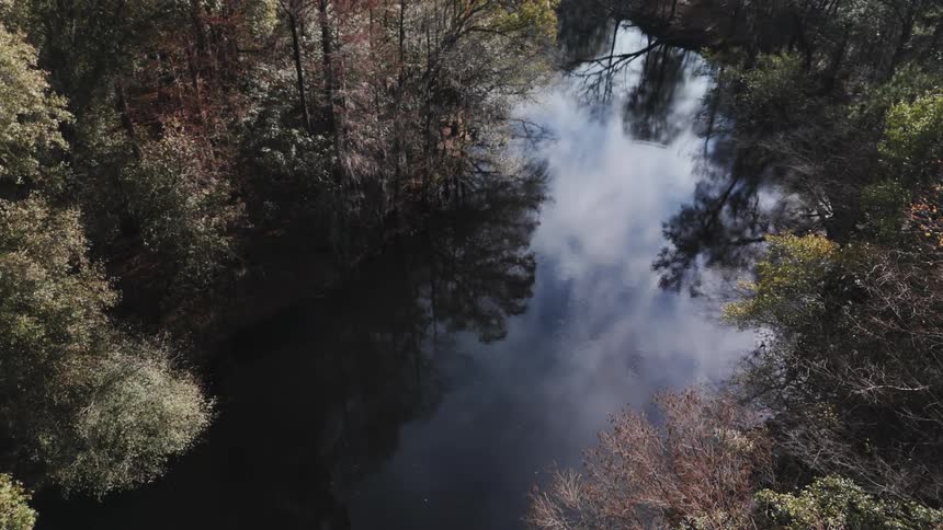 A pond surrounded by a forest