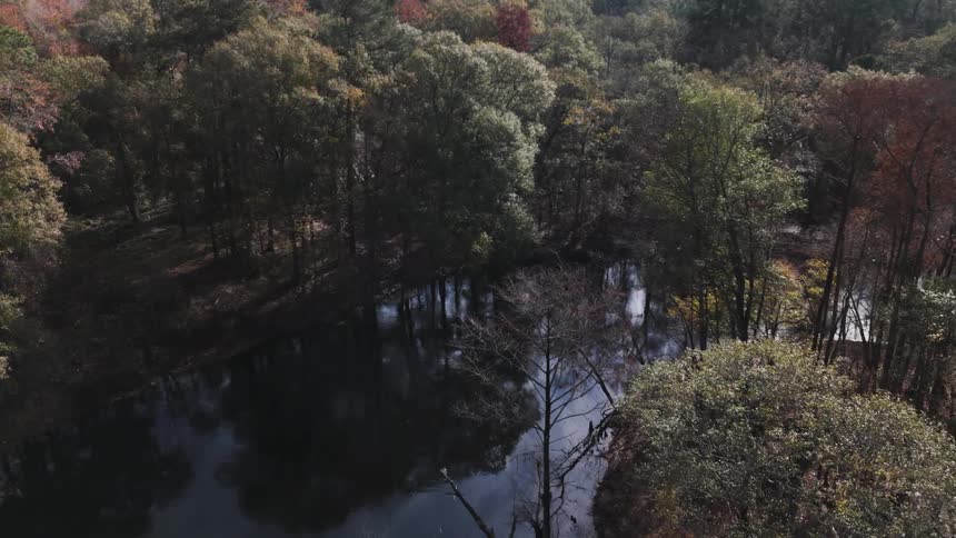 Aerial scenery of a forest with a reflective lake during the day