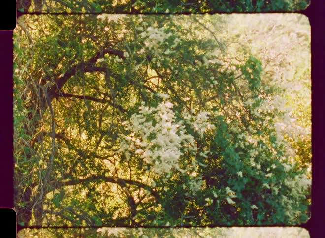 Greenish tree with white flowers and pollen illuminated by daytime sunlight