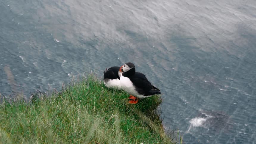 Two puffins sit on a grass covered ledge as birds fly over the river