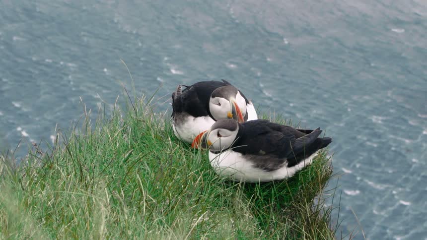 Two puffins sit on a grass covered ledge overlooking the river as it flows