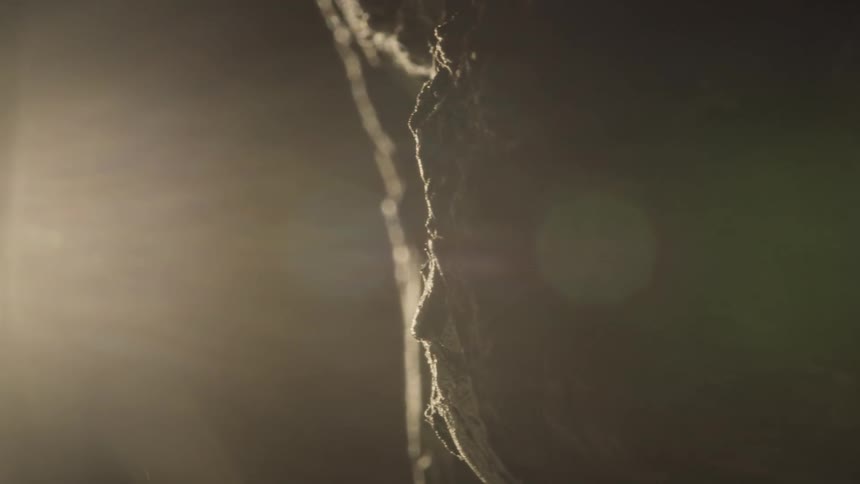 A bright light shining over an old dead tree trunk