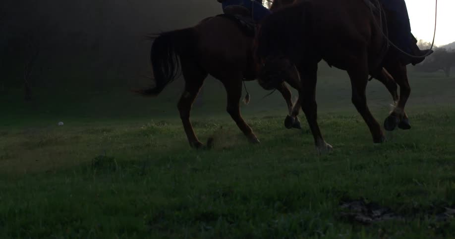Horses running