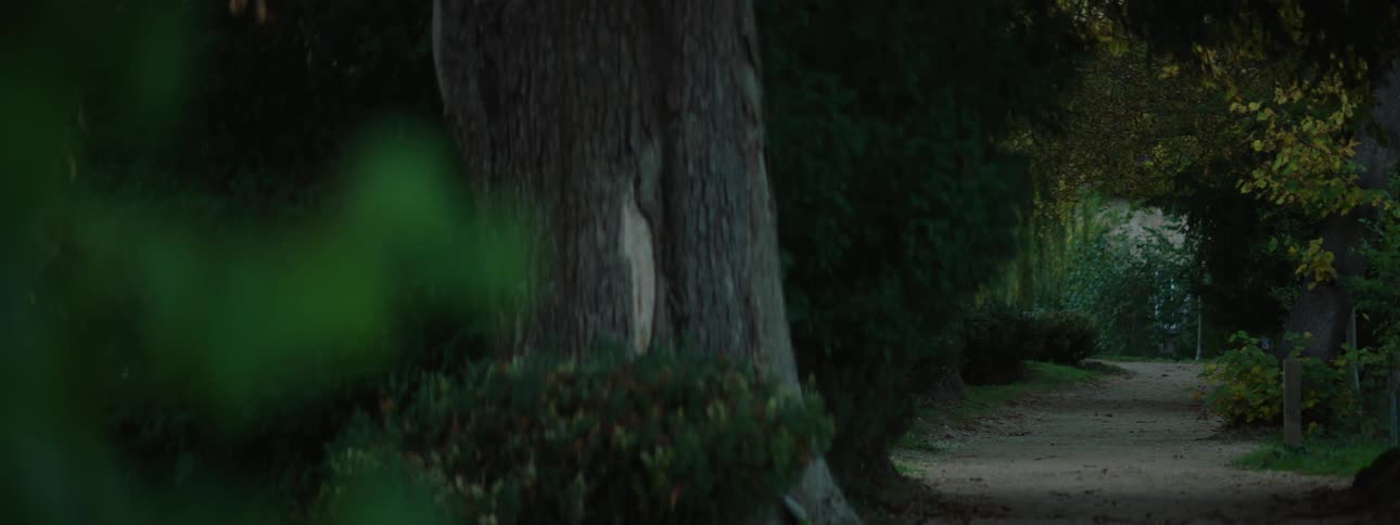 A path winds through a dark forest at evening