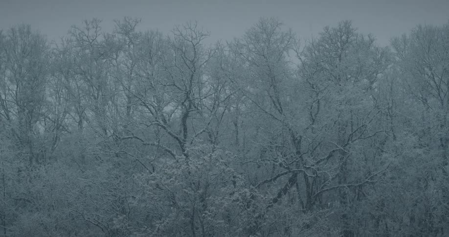 Snow falls on a forest