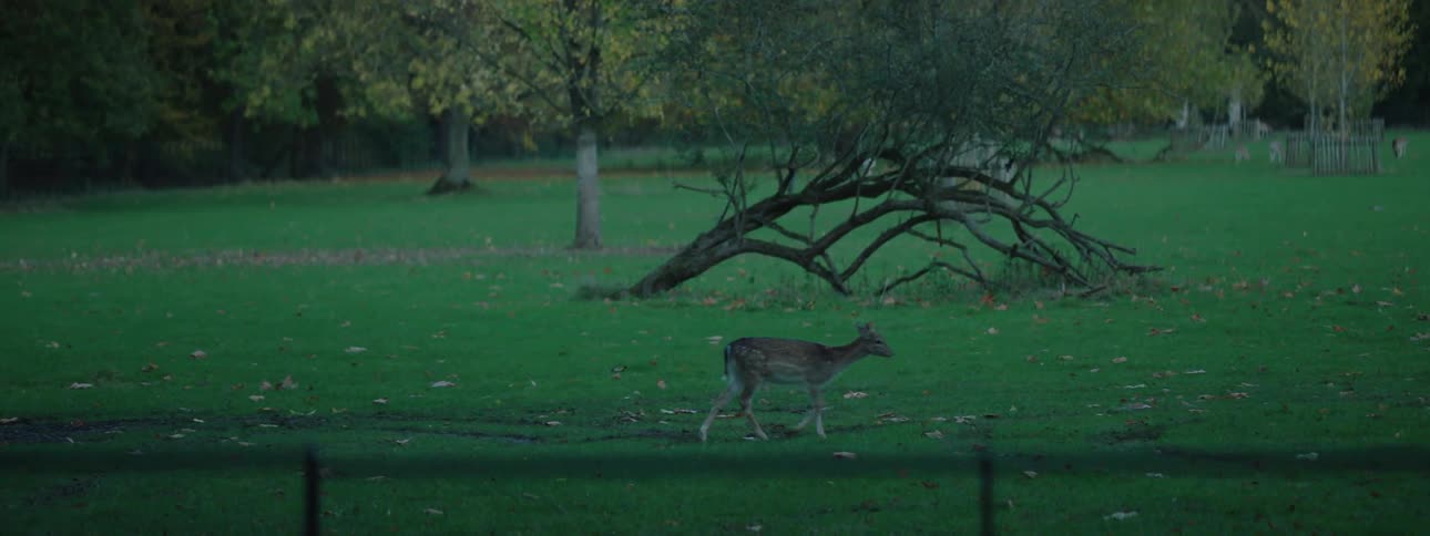 A deer walks through a park