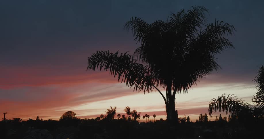 Silhouette of a palm tree against a colorful sunset