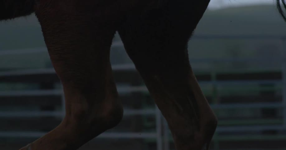 Horse runs around a pen