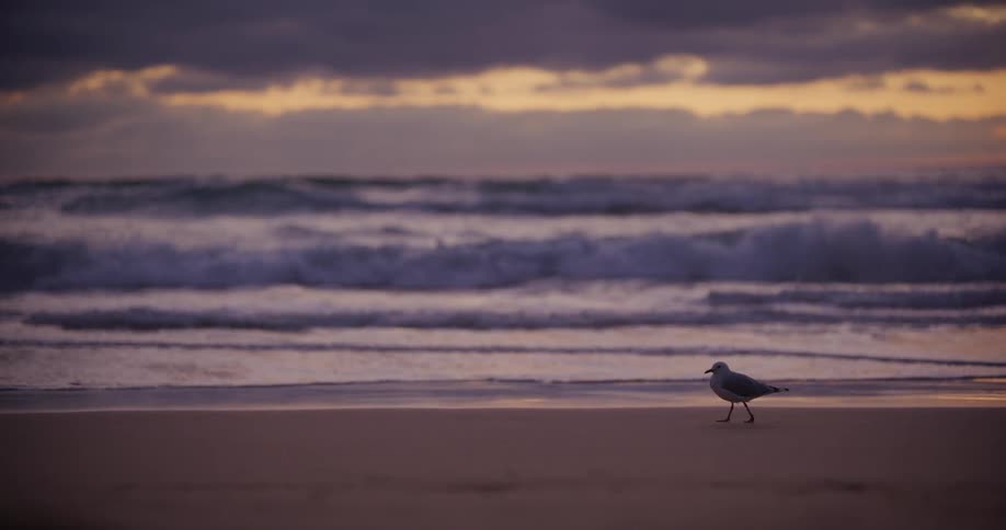 A bird walks in the sand on the beach