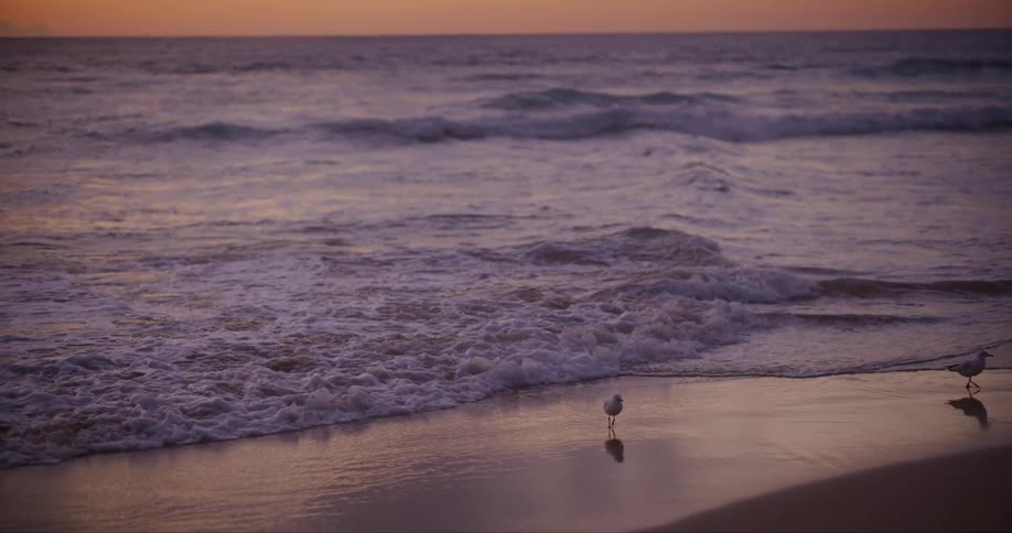 Birds walk on the beach