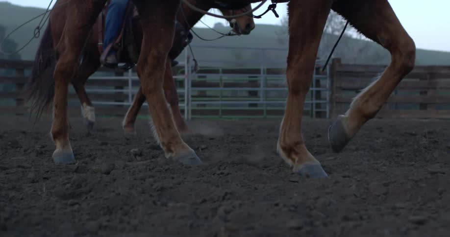 Up close of a horse