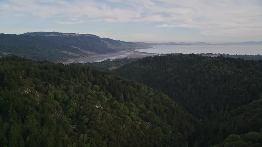 An aerial view of a forest on a sunny day