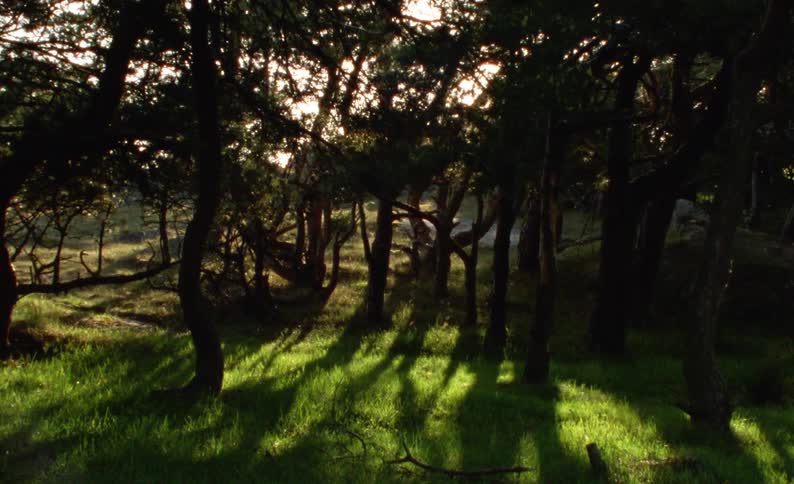 Landscape of a forest with the reflection of sunlight