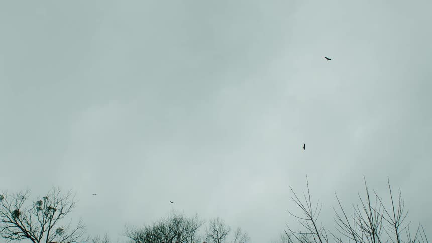 Birds fly over a forest