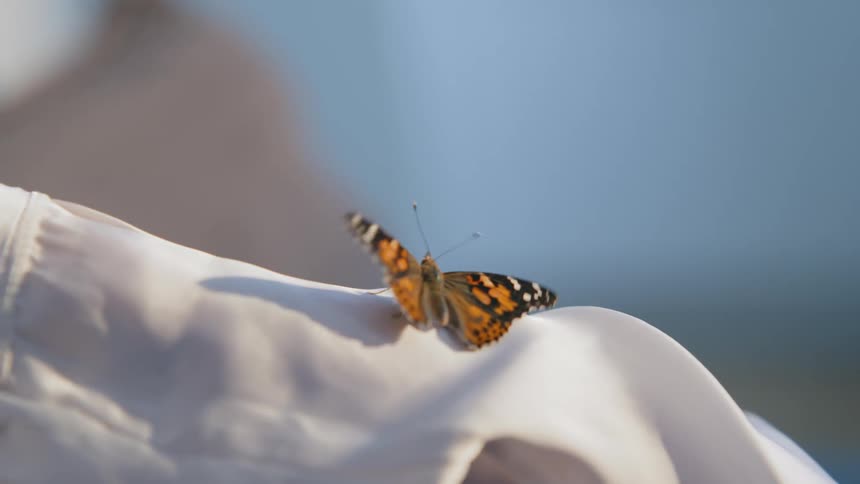 Closeup of a small butterfly on a persons shoulders