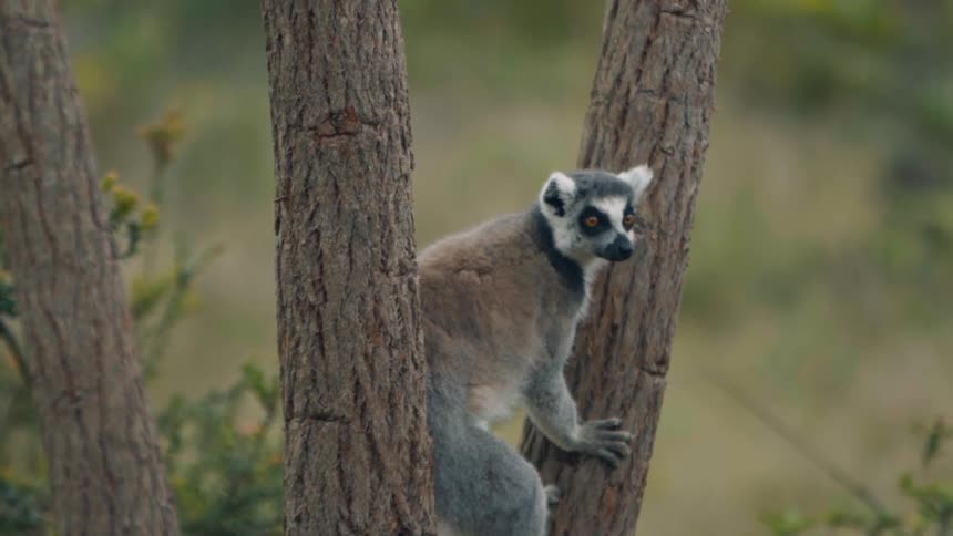 A lemur climbs down from a tree