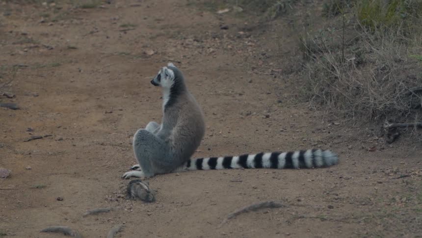 A clip of a raccoon sitting on the soil