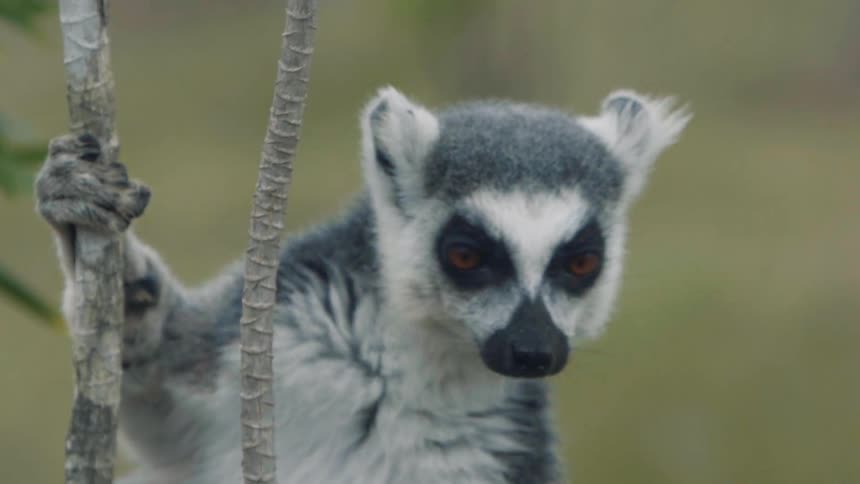 A lemur eats while gripping a branch