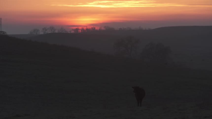 A cow stands in a field at sunset