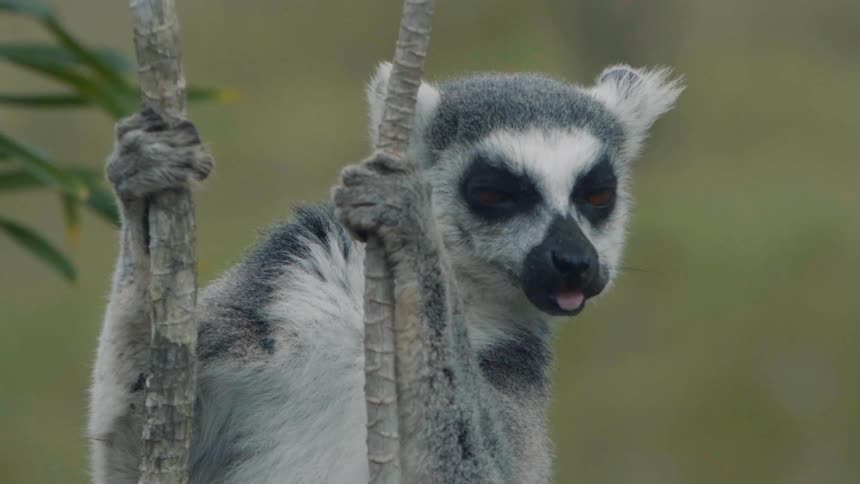 Lemur clings to tree with hands while chewing