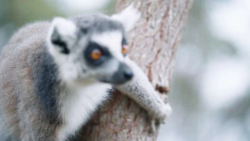 A lemur on a tree looking around