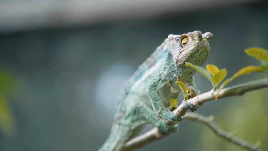 A parsons chameleon is holding on to a branch of a tree