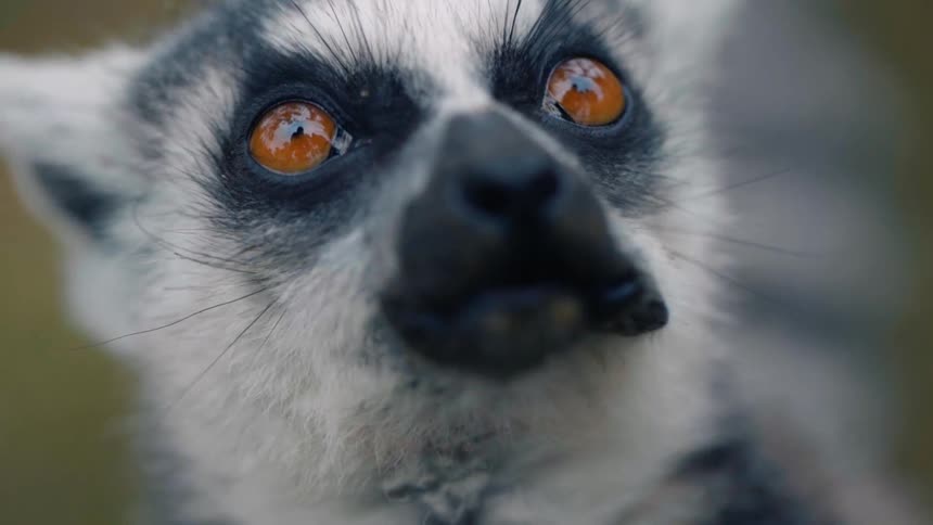 A close up clip of a lemur