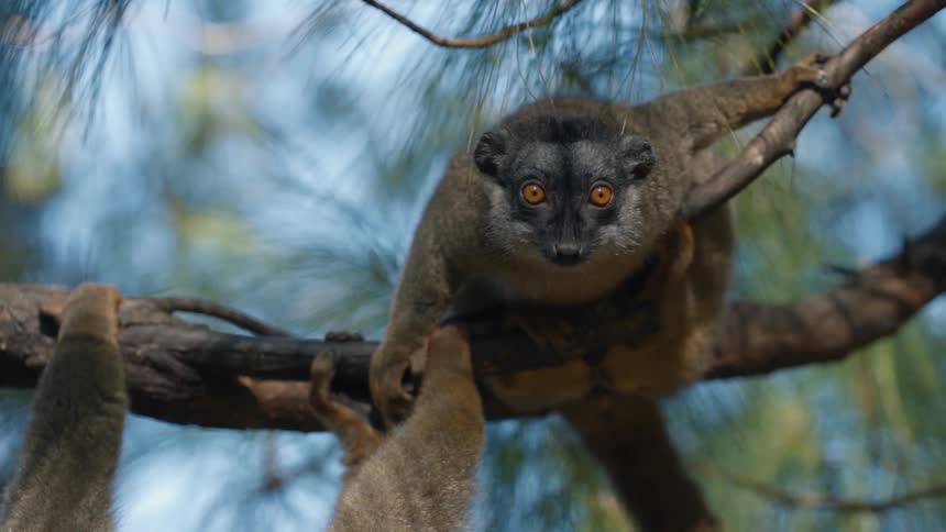 Lemur on tree trunk