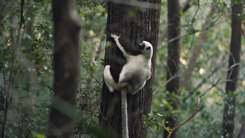 Lemur hanging from a tree trunk in the forest