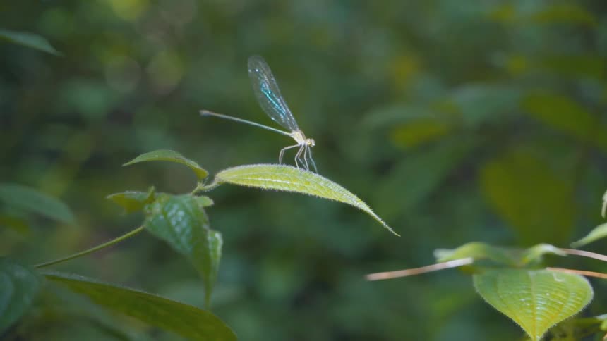 A dragonfly on a green leaf