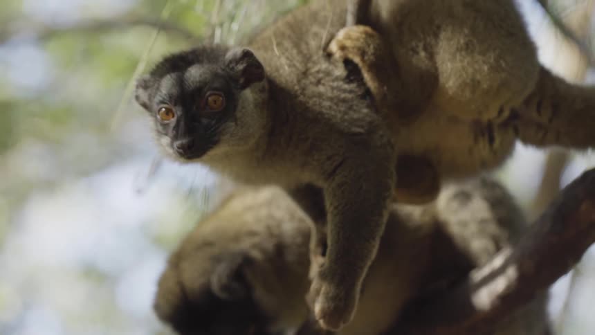Two lemur hang from the tree