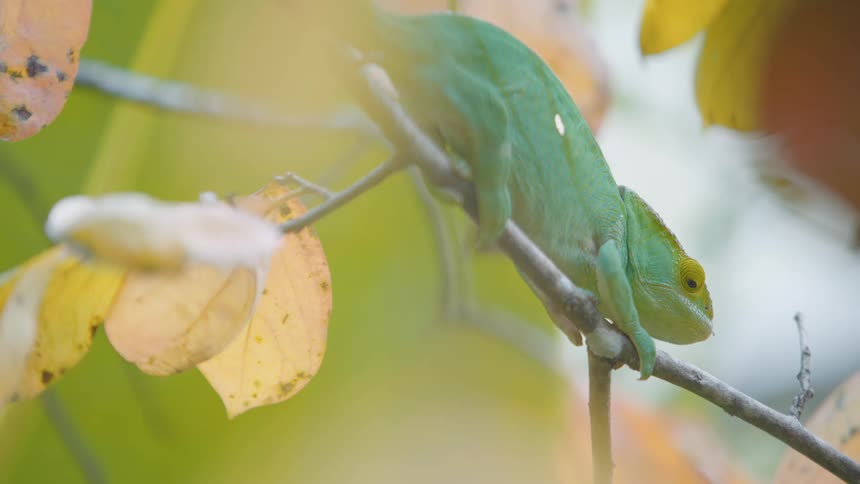 A small chameleon sits on a small branch