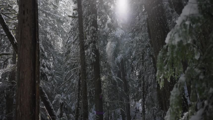 Daytime snow falling in a forest
