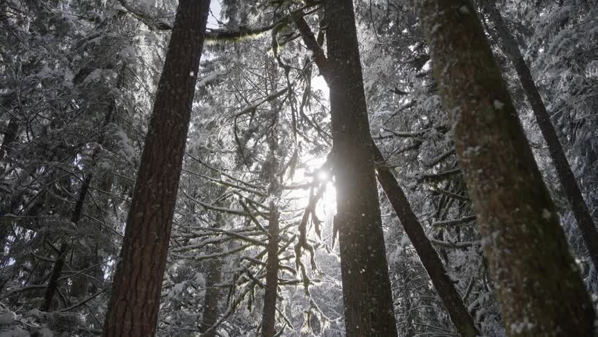 Sunlight filters through the tree branches on a forest at winter