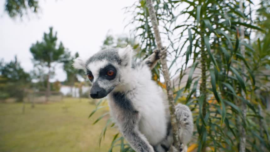 Lemur on a plant trunk and an outdoor environment