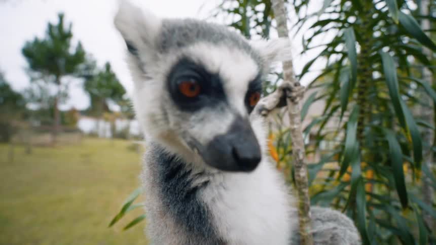 A lemur hanging from a branch