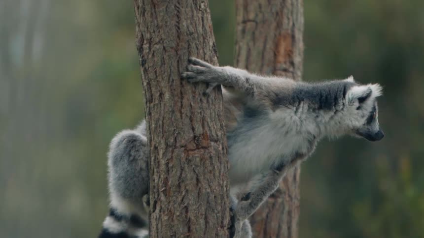 A lemur is clinging to a tree trunk and looking around