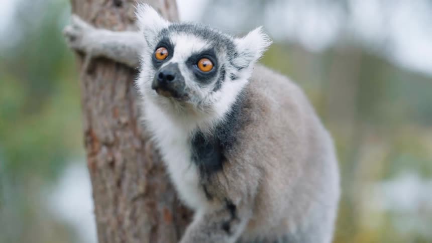 Lemur on a tree trunk