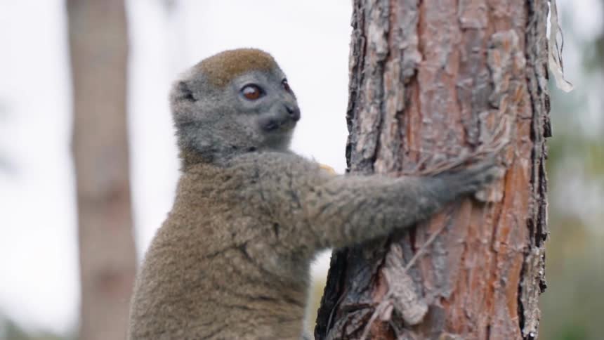 Lemur on a tree trunk eating a fruit