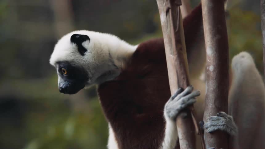 A lemurl is hanging from the tree