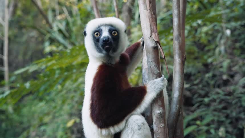 Lemur on a tree trunk moving its mouth eating