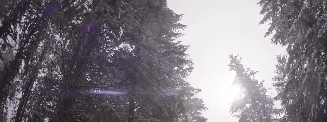 The sun shines as a light snow falls in a forest